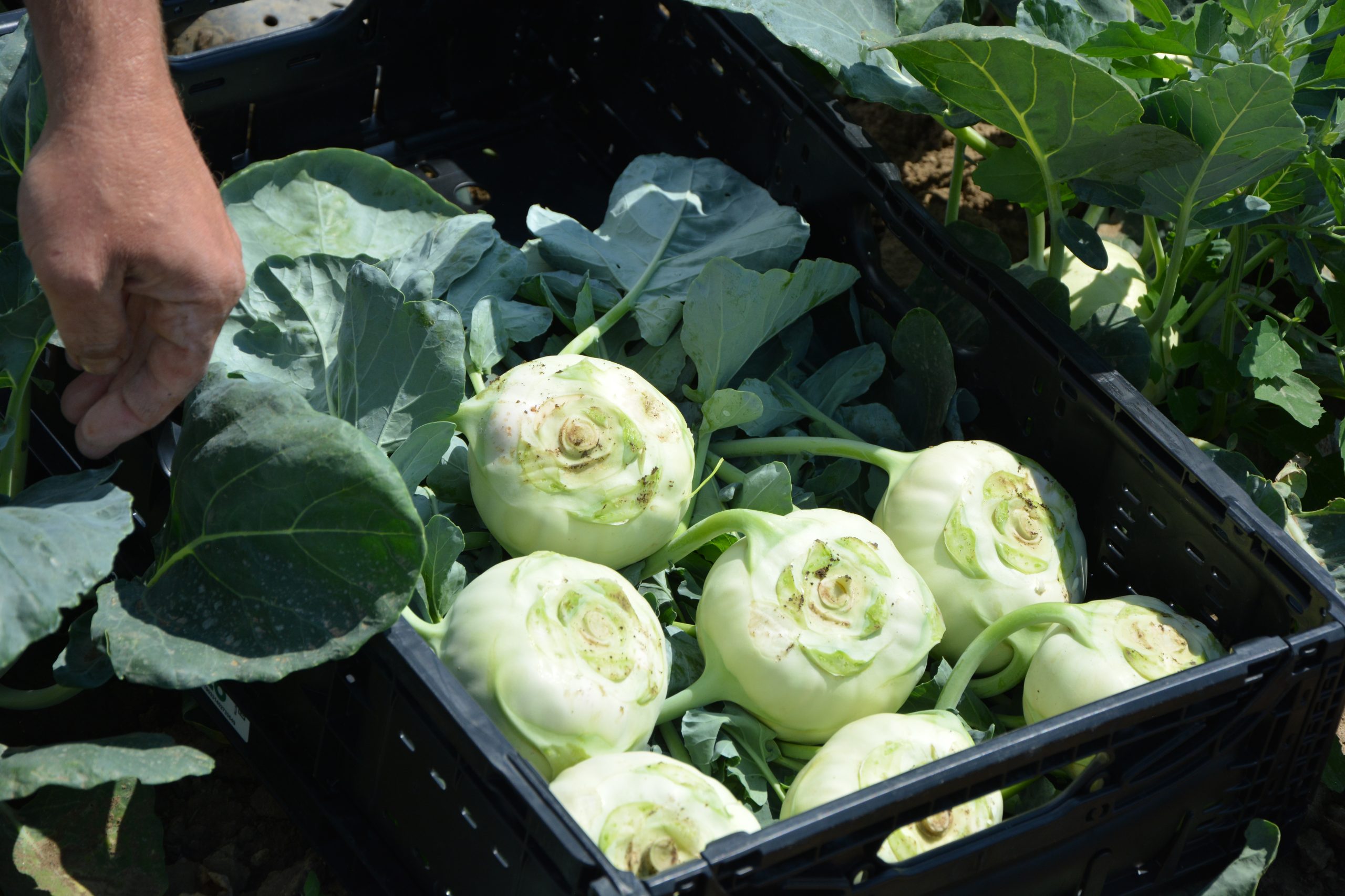 Kohlrabi Kalarepka frisch